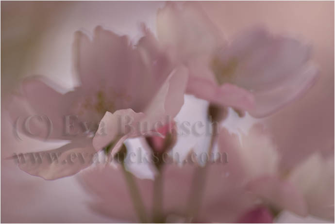 K&ouml;rsb&auml;rsblommor - foto av Eva Bucksch